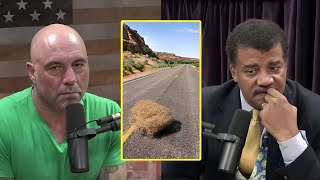 Joe Rogan & Neil DeGrasse Tyson dont know what to say to eachother (awkward Parody)