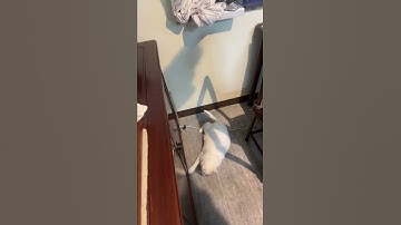 When the catnip kicks in: