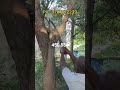 மரக் கினள வெட்டும் கருவி 450 550 9787672239 மேலூர் மதுரை