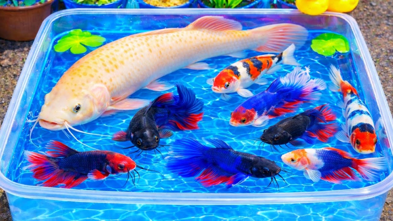 Unboxing IKan Hias Warna Warni,Ikan Cupang,Ikan Koi,Ikan Komet,Ikan Koki,Kura Kura Brazil,Gupy