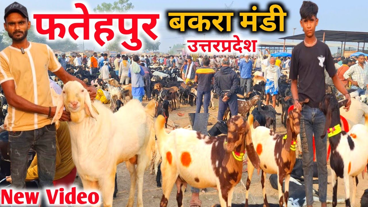 फतेहपुर बकरा मंडी 💥🎊 |25 Oct 25 |Fatehpur bakra mandi Utterpradesh Live Update 