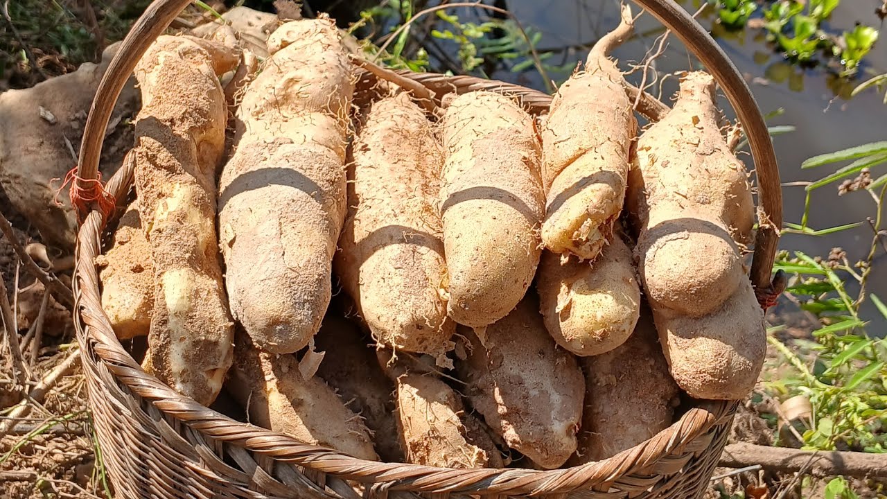 สะออนมันแซงหม่องนี้มีแต่ใหญ่ๆยาวๆ