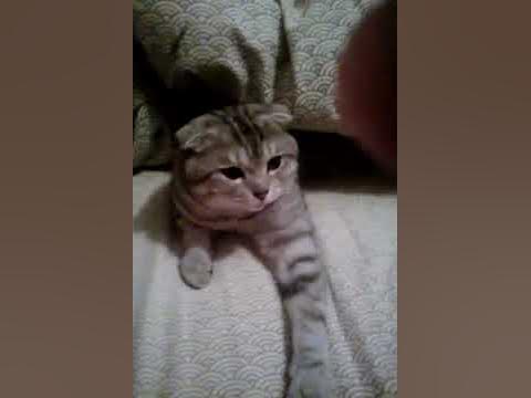 Бася - YouTube