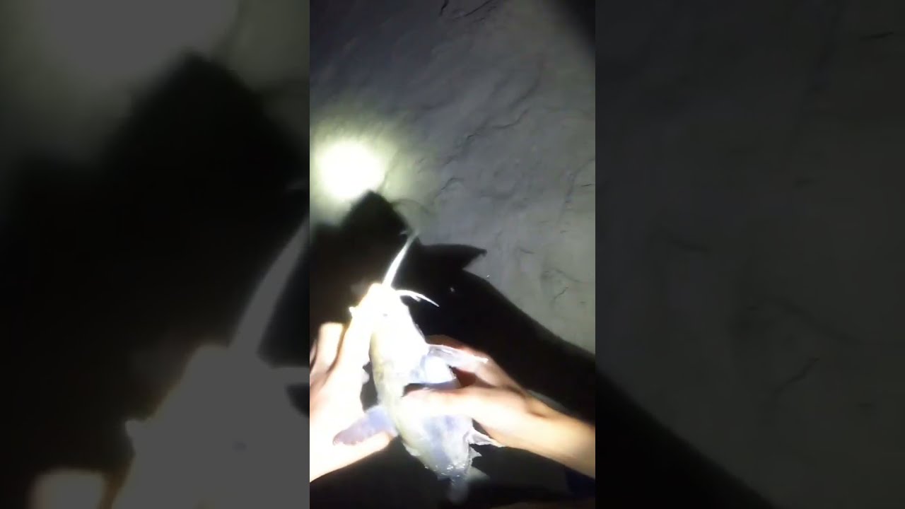 Hardhead Catfish The Fish From Hell Saltwaterfishing Dangerousfish