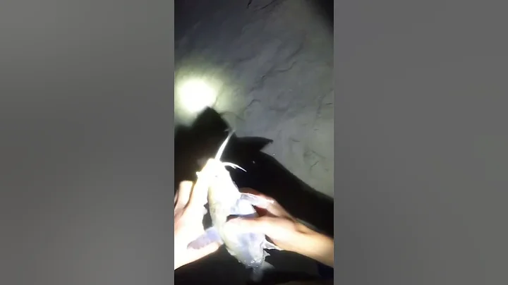 Hardhead Catfish; The Fish from Hell #saltwaterfishing #dangerousfish #catfish