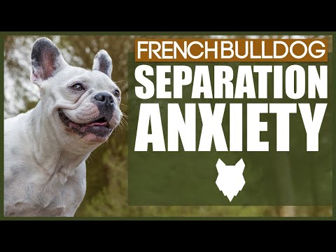 Video: French Bulldog: Hva Du Trenger å Vite Før Du Kjøper