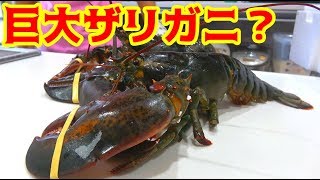 ザリガニみたいな高級エビを料理する