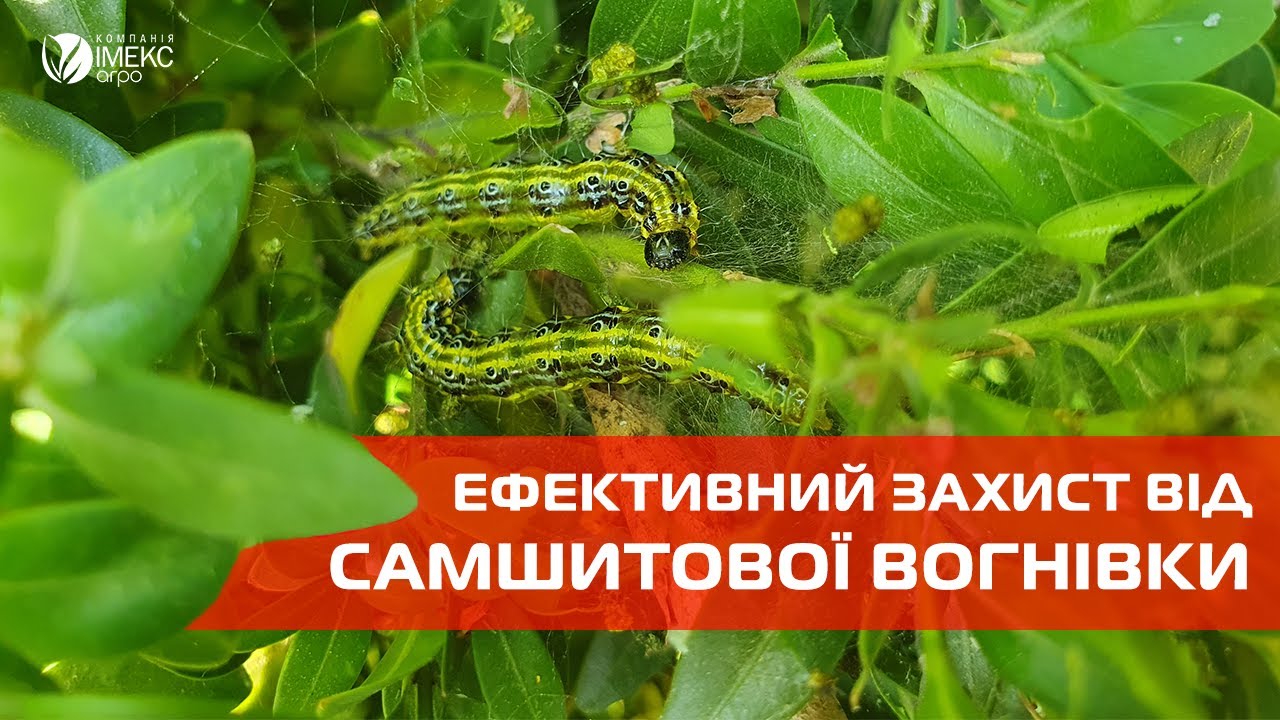 Самшитова вогнівка - Як захиститись та знищити шкідника. (Результат Імексаб+Бацитоксин)