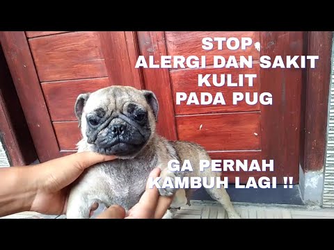 Video: Reaksi Alergi Pada Anjing: Gejala, Pemicu, & Perawatan