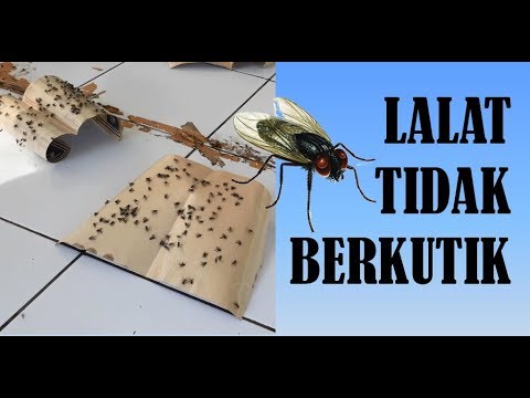 Lem kertas pembasmi lalat.. 