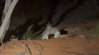 Battle of the Bilbies
Ding ding dingโฆ itโs Bilby fight night ๐ฅ๐
Bilbies are usually solitary, so when two square up like this itโs likely a territorial dispute or competition between males during breeding season.
For AWC, moments like this are more than just outback drama - theyโre a glimpse into how Bilbies behave in protected landscapes, and why long-term monitoring of this iconic vulnerable mammal matters.
๐น J Raggatt/AWC Battle of the Bilbies