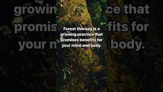 The incredible benefits of forest therapy.