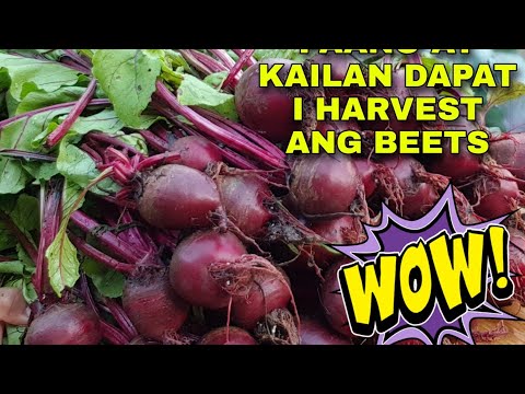 Video: Pag-aani ng mga Beet: Paano At Kailan Mag-aani ng Mga Beet