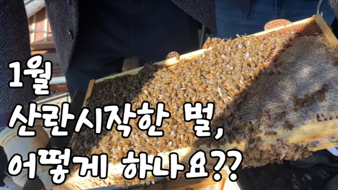 250104 산란시작한 벌, 어떻게 하나요??