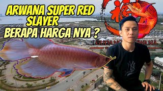 AROWANA SUPER RED SLAYER DI PULAU REKLAMASI  GUDANG AROWANA