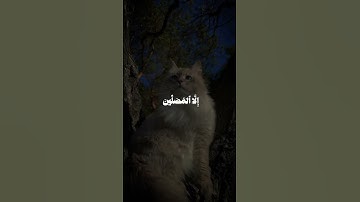 اكتب شيء تؤجر عليه 🤍😴 #القارئ محمود علي البنا