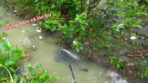 Chích trúng mánh cá lóc cá rô đồng cá trê trắng sau cơn mưa lớn | kích cá miền tây 