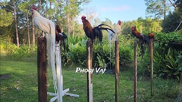 Bantam Phoenix Qaib Dib Tw Ntev #reels #shorts #chicken #gamefowl #ayam #gallos #मुरग़ा #मुर्गा