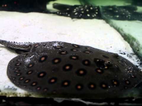 Potamotrygon motoro » male 22-23 cm 01/12/2014