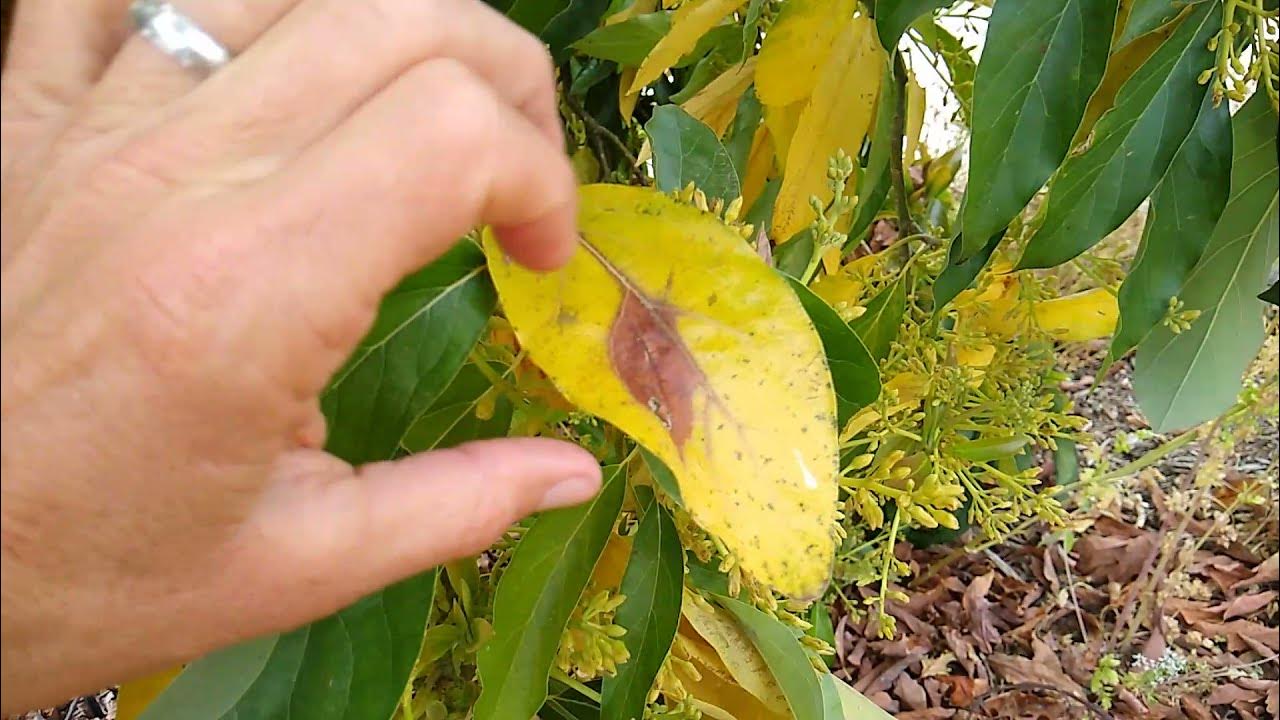 Why are my avocado leaves yellowing and falling?! YouTube