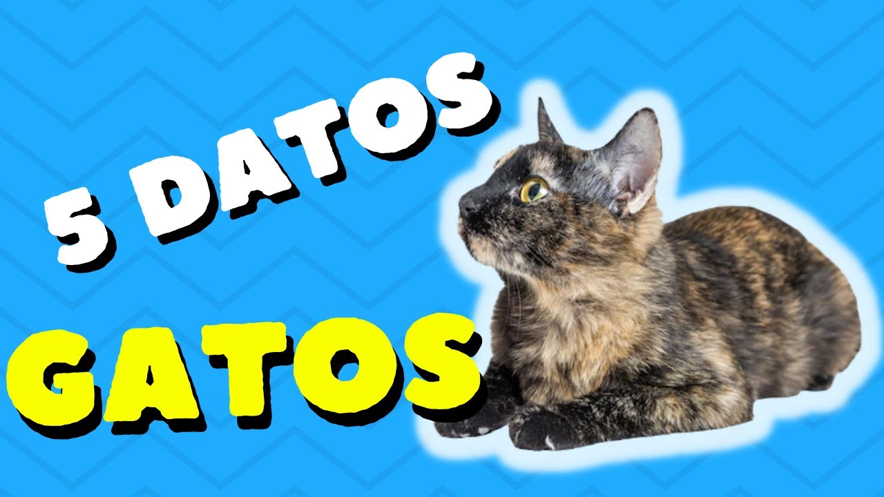 5 datos que no sabías de los GATOS YouTube