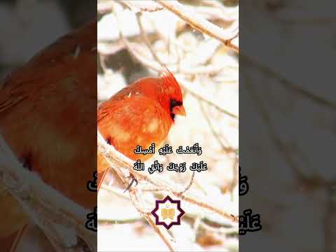 تلاوة مؤثرة من سورة الأحزاب بصوت مشاري راشد العفاسي تلاوة القرآن الكريم الإسلام تلاوة خاشعة