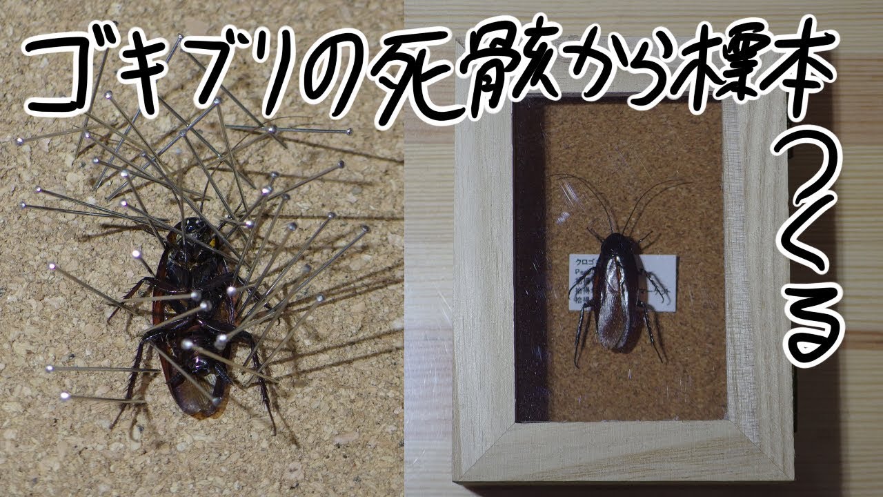 虫 の 死骸 処理