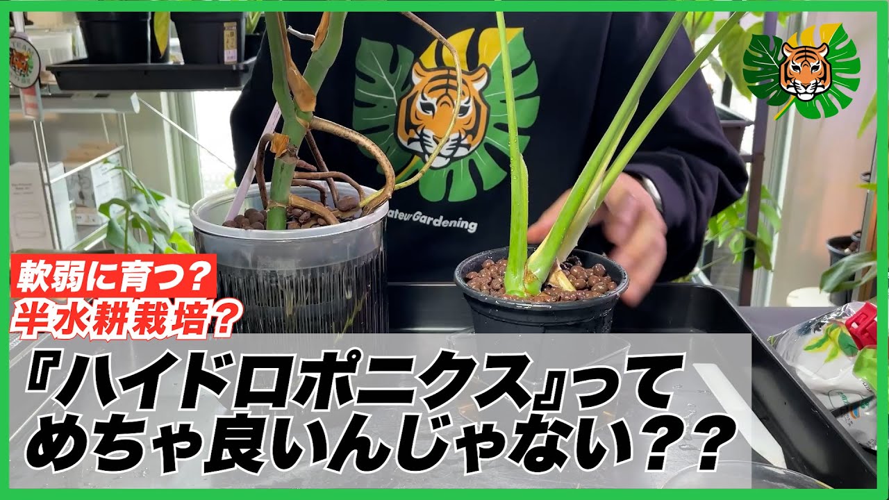Hydroponics] Will hydroponics make plants grow plump? 10 months of