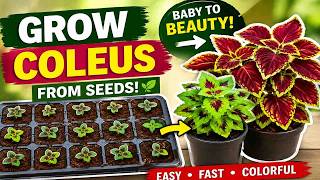How to Grow Coleus from Seeds Easily 🌱 Full Growing Guide for Beautiful Colorful Plants