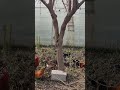 شێوازێکی زۆر سادە بۆ هەڵپاچینی داری توو