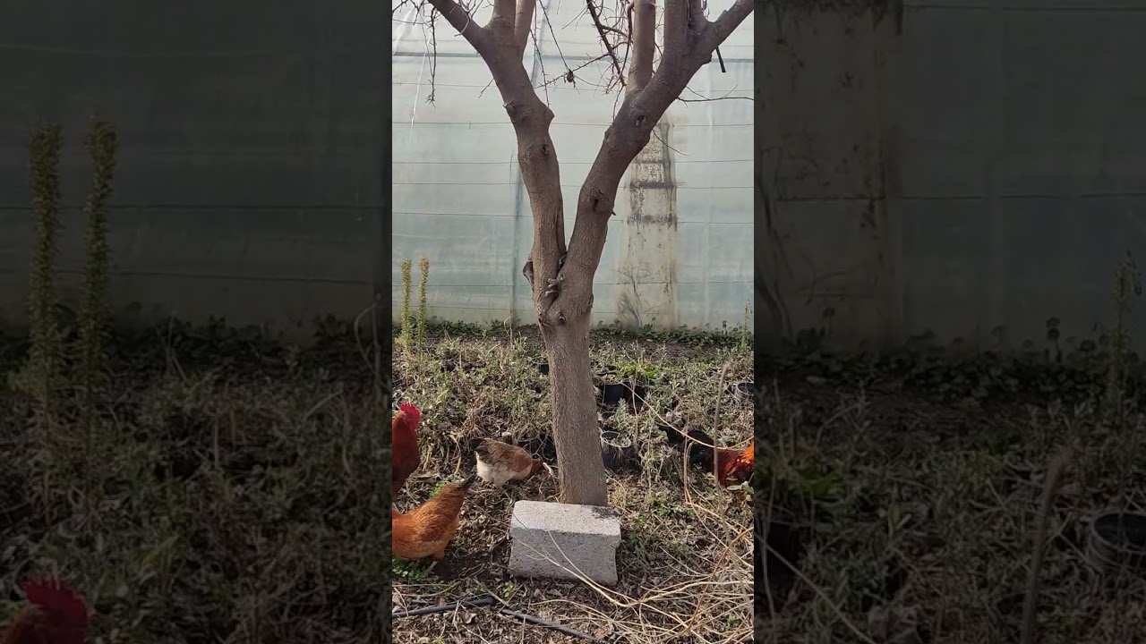 شێوازێکی زۆر سادە بۆ هەڵپاچینی داری توو.