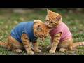 A Kind Sister and Brother Kitten Save a Baby Bird's Life. Then Comes the Time to Part...