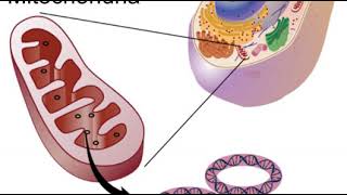 Mitochondrial DNA | Wikipedia audio article