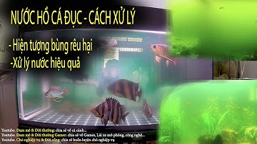 Hiện tượng bùng rêu hại hồ cá - Hư nước - Đục nước - Cách xử lý