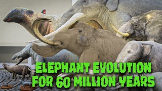 Evolution of Elephants in 3D - The fascinating from 60 million years ago.