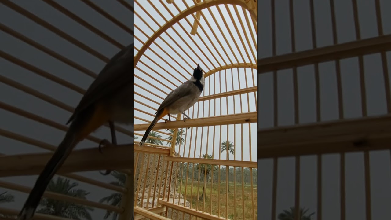 ندهات وطياريات لفتح البلبل الساكت والخام القافل شكرآ لدعمكم الجميل🫡🌹