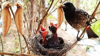 Mother Brings QUEEN Mantis for Baby Bird | FULLVIDEO 8 DAY 8