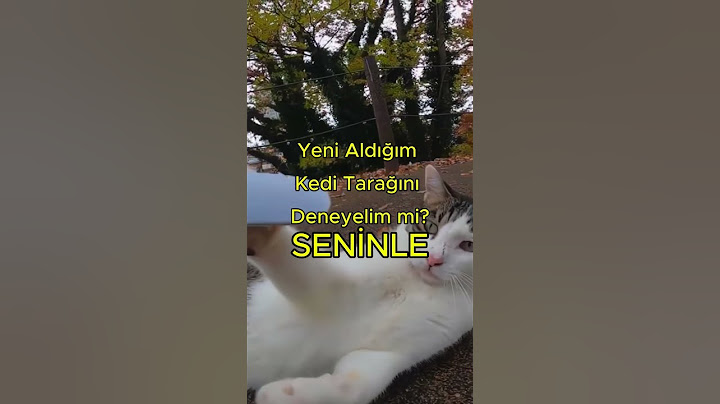 Kadın Yeni Aldığı Kedi Tarağını Sokak Kedisinde Denedi #cat