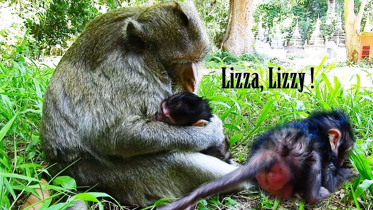 foundry Lizza walk Tired, Starting Milk On Mummy Lizzy Chest/ Wow Healthy Baby