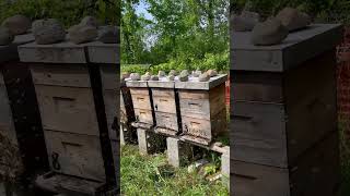 What a wonderful Day in the Production Yard! 🐝#freebees Making 🍯 Equals 💵