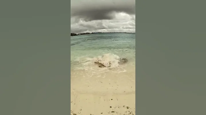 #scubadiving “Unfortunately for this ray, all ecosystems need apex predators & t