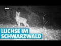 Luchs und Wolf im Nordschwarzwald - Wildtierbeauftragter Martin Hauser