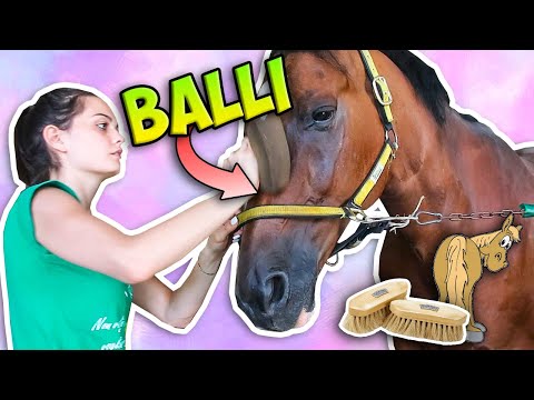 Video: Come spalare un cavallo con un kit per il grooming