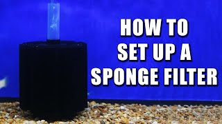 How To Set Up Your Sponge Filter