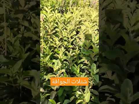 نتيجة زراعة شتلات الجوافة Music Plants Garden