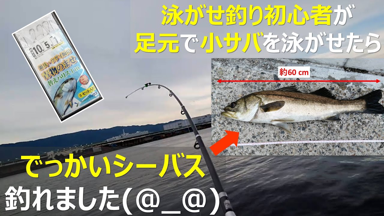 泳がせ釣り 飲ませ釣り 初心者が足元の堤防 岸壁 際で小サバを泳がせたら 巨大シーバス ほぼスズキサイズ ゲットした話 Youtube