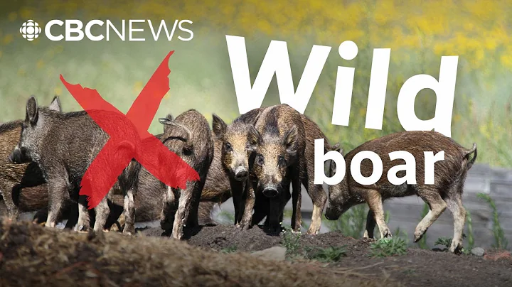 Wild boar farming, hunting illegal in Alberta without a permit