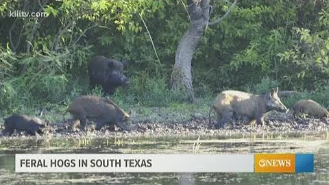 Expert says feral hogs causing more than $400 million in damage per year