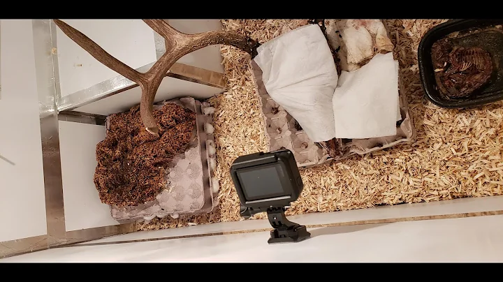 Flesh-eating Dermestid Beetle Freezer Setup