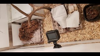 Flesh-eating Dermestid Beetle Freezer Setup